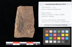 Foto (Objekt + Etikett) von Quercus palaeoilex Ettingshausen (NHMW-GEO-2024-0188-0873)